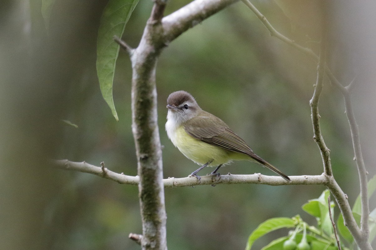 Brown-capped Vireo - ML150965541