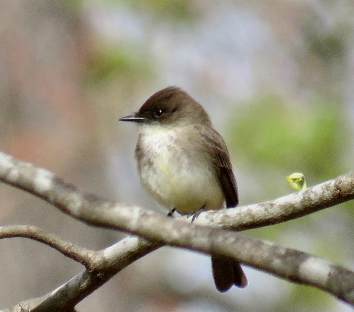 Eastern Phoebe - Ann Tanner