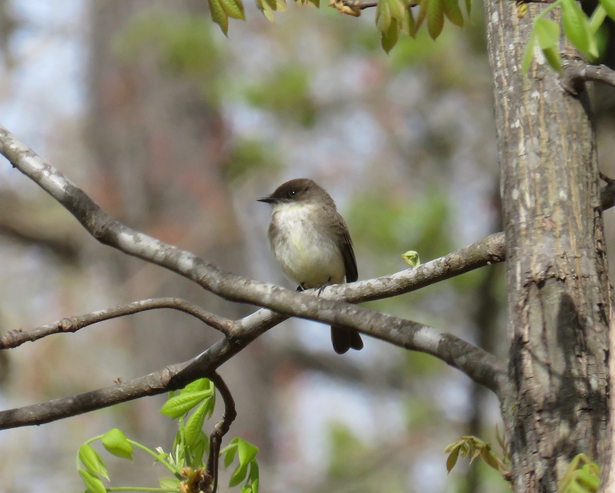 Eastern Phoebe - Ann Tanner