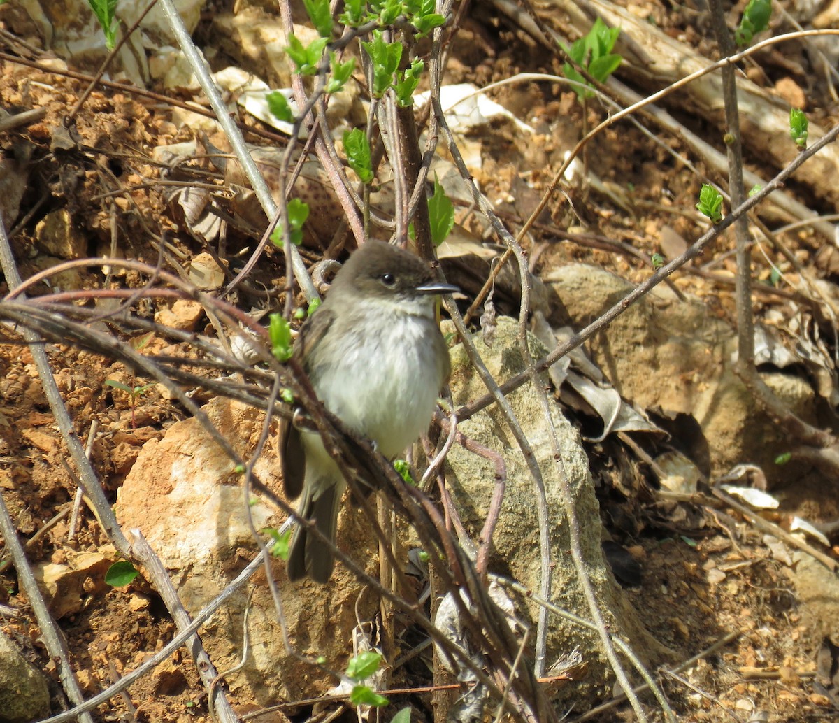 Eastern Phoebe - ML150967211