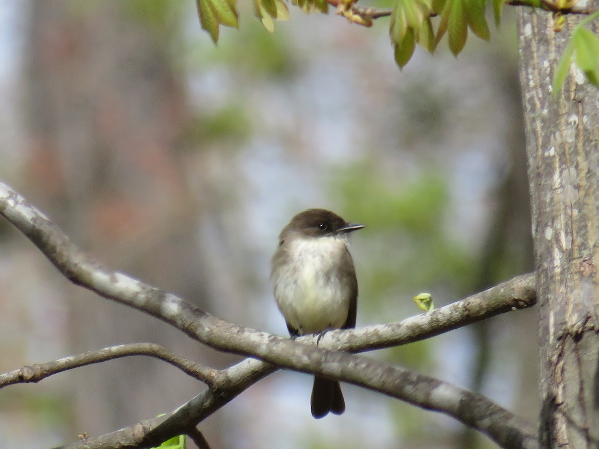 Eastern Phoebe - ML150967241