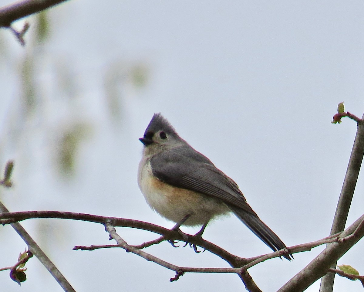 Tufted Titmouse - ML150967681