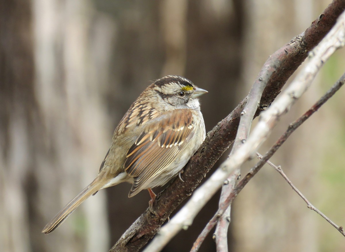 White-throated Sparrow - Ann Tanner