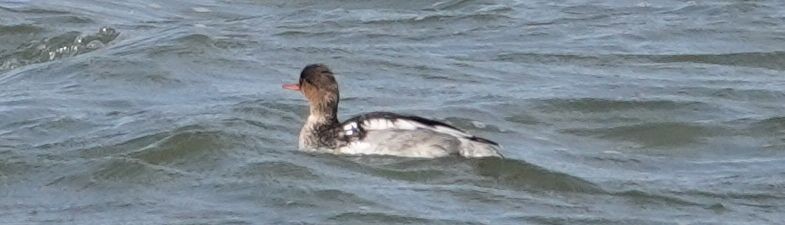 Red-breasted Merganser - ML150968631