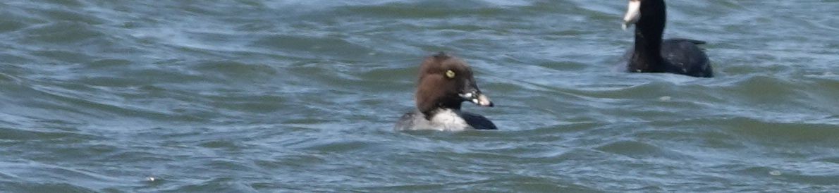 Common Goldeneye - ML150969241