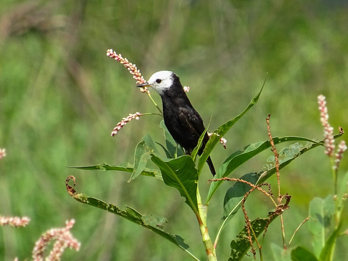 White-headed Marsh Tyrant - ML150969371