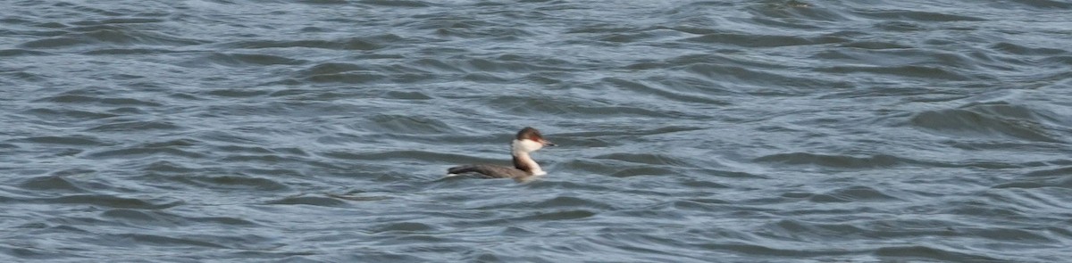 Horned Grebe - ML150969721