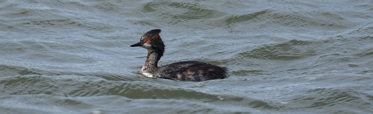 Eared Grebe - ML150969841