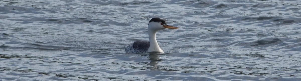 Clark's Grebe - ML150969991