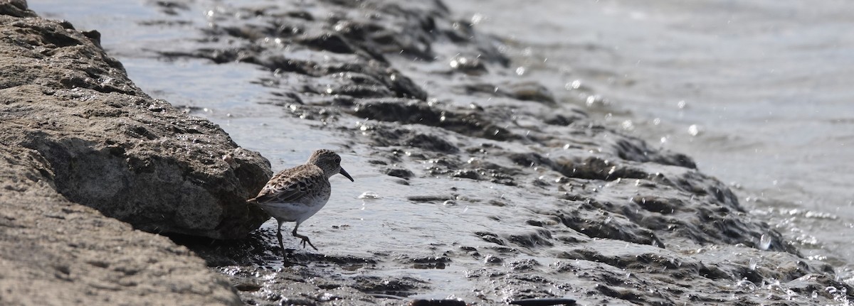 Least Sandpiper - ML150970561