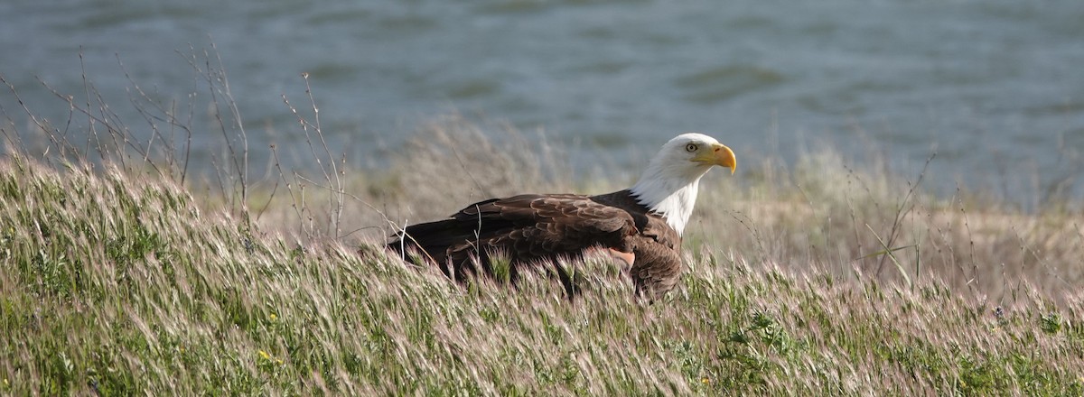 Bald Eagle - ML150971181