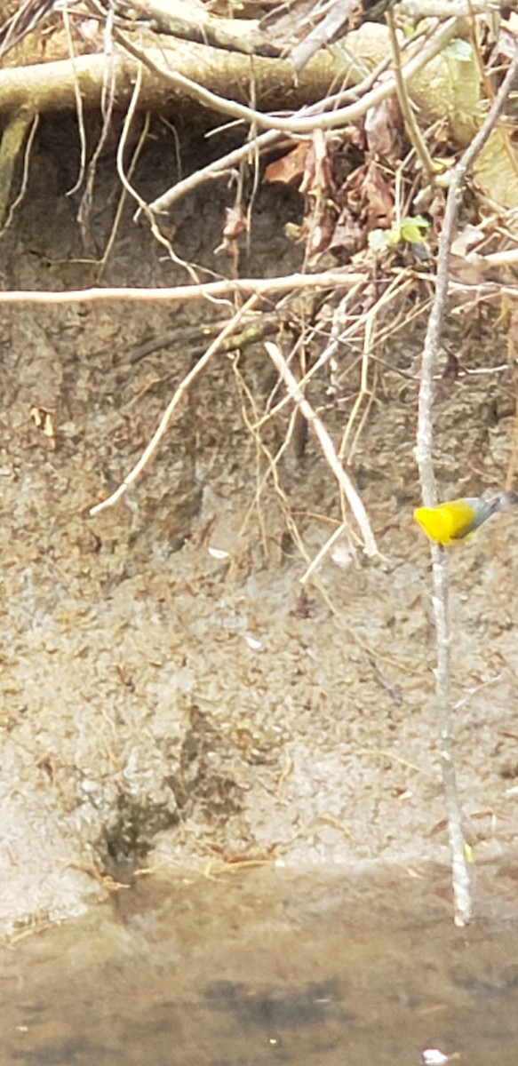 Prothonotary Warbler - ML150971311