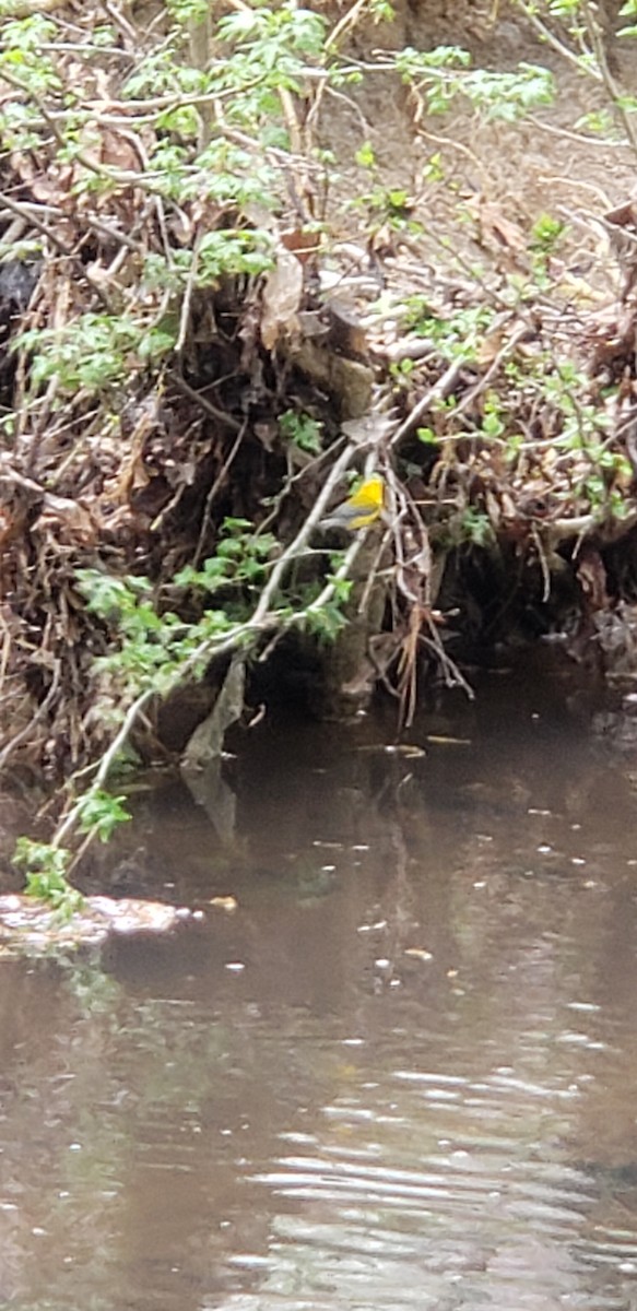 Prothonotary Warbler - ML150971521