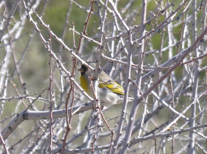 Lawrence's Goldfinch - ML150973331