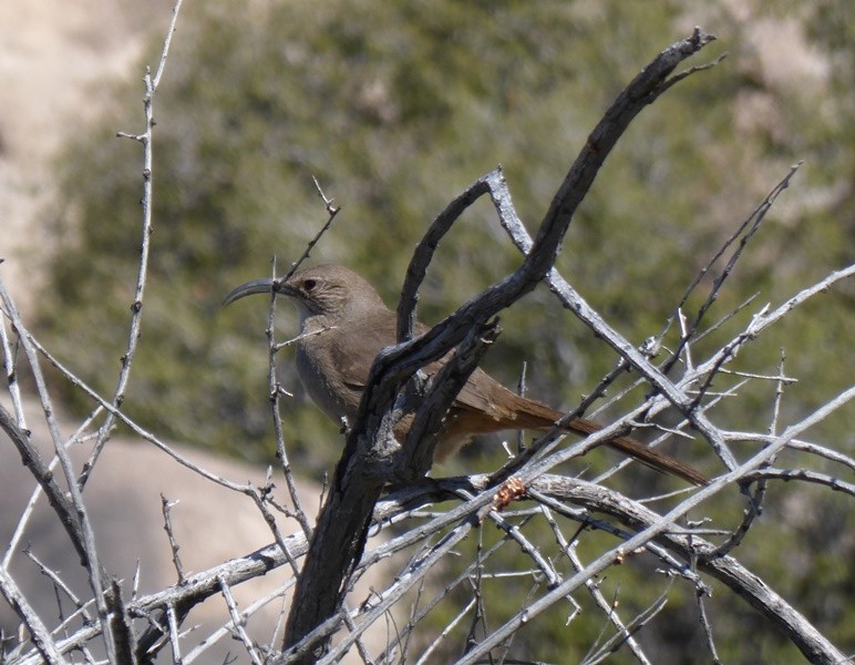 California Thrasher - ML150973421