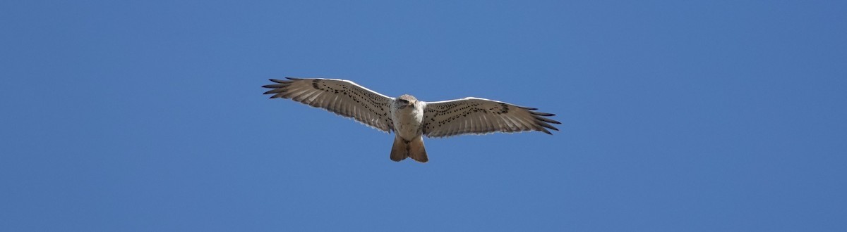 Ferruginous Hawk - ML150973631