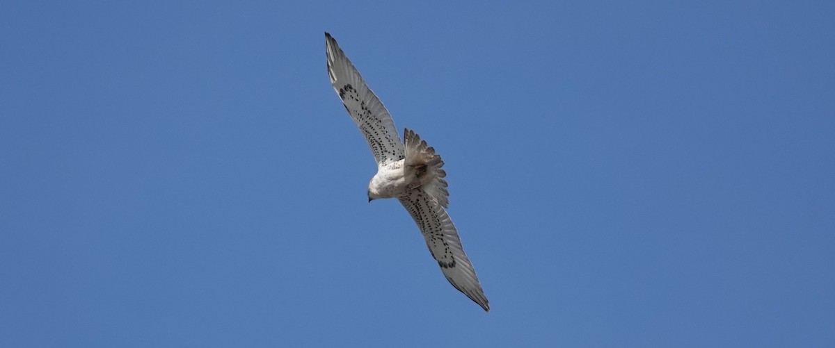 Ferruginous Hawk - ML150973701