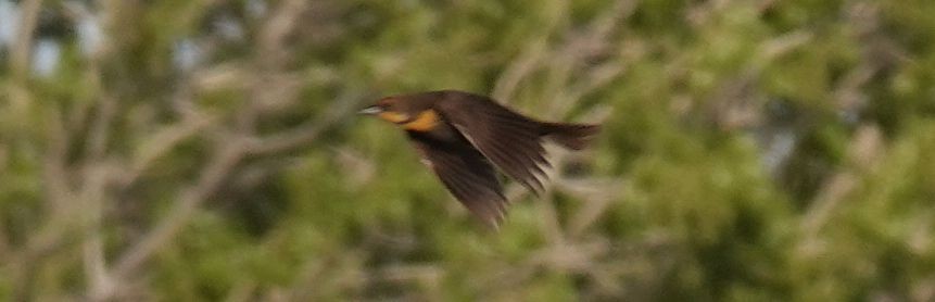 Yellow-headed Blackbird - ML150974121