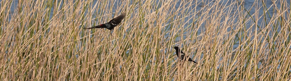 Tricolored Blackbird - ML150974291