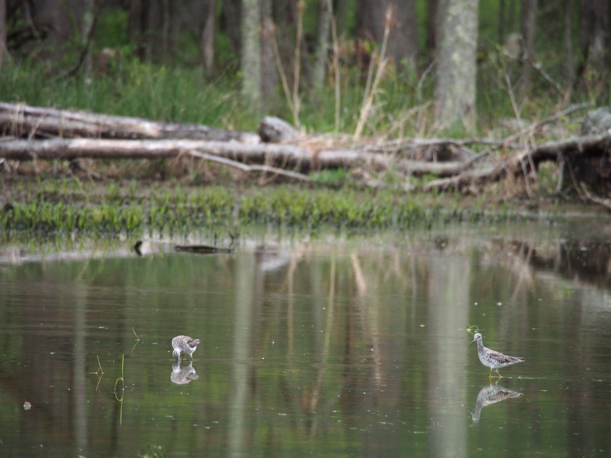 Greater Yellowlegs - ML150974481