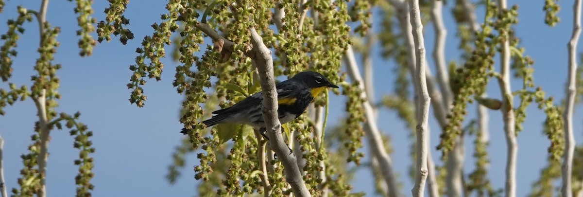 Yellow-rumped Warbler (Audubon's) - ML150975301