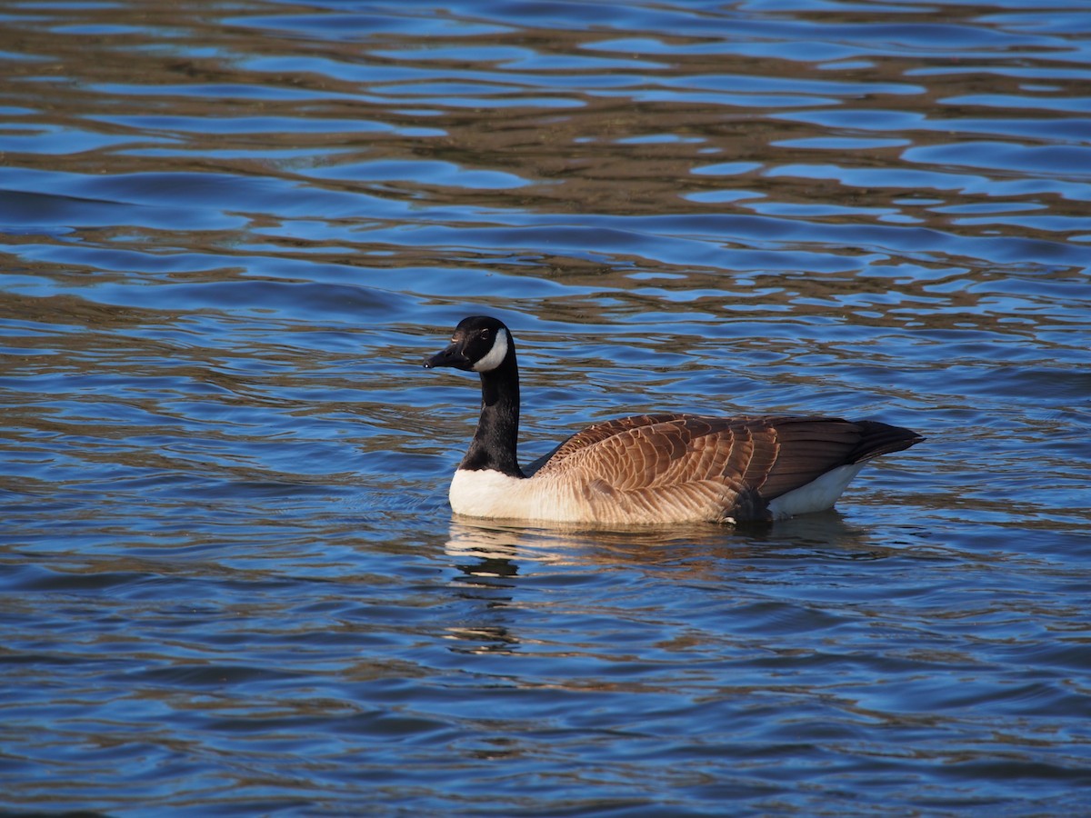 Barnacla Canadiense Grande - ML150975771