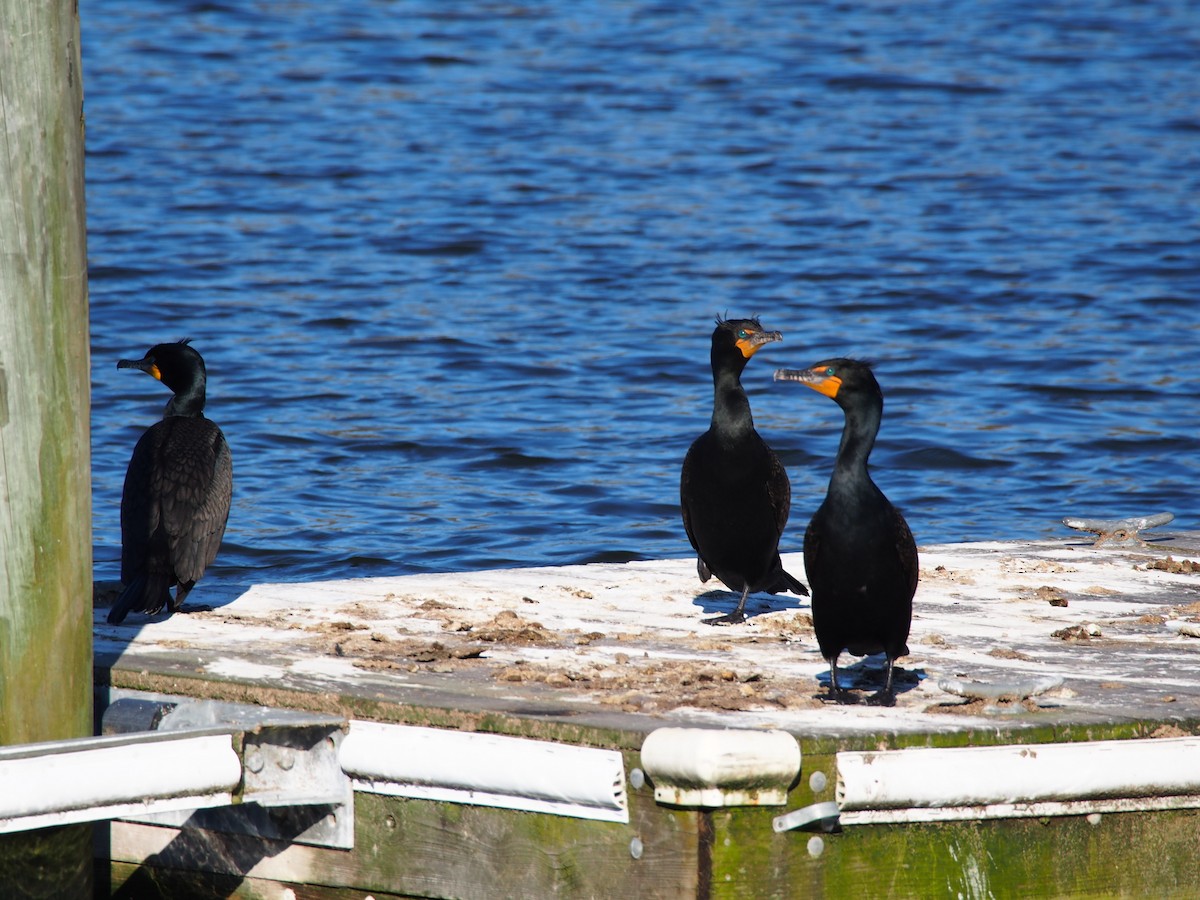 Cormoran à aigrettes - ML150976101