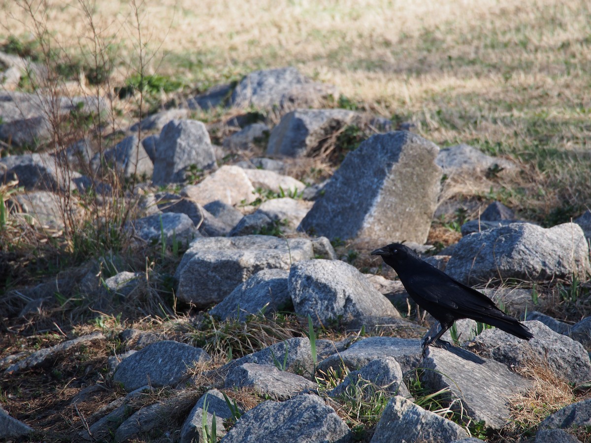 Fish Crow - ML150976321