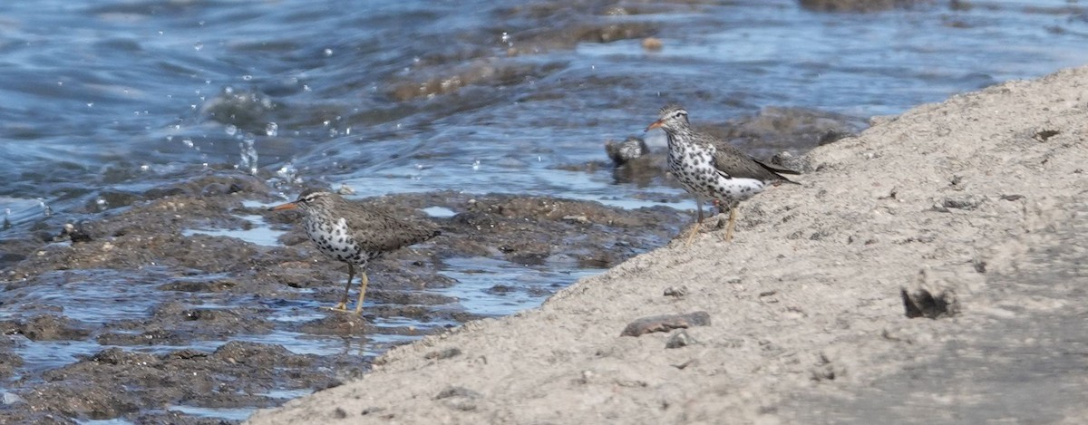 Spotted Sandpiper - ML150976381