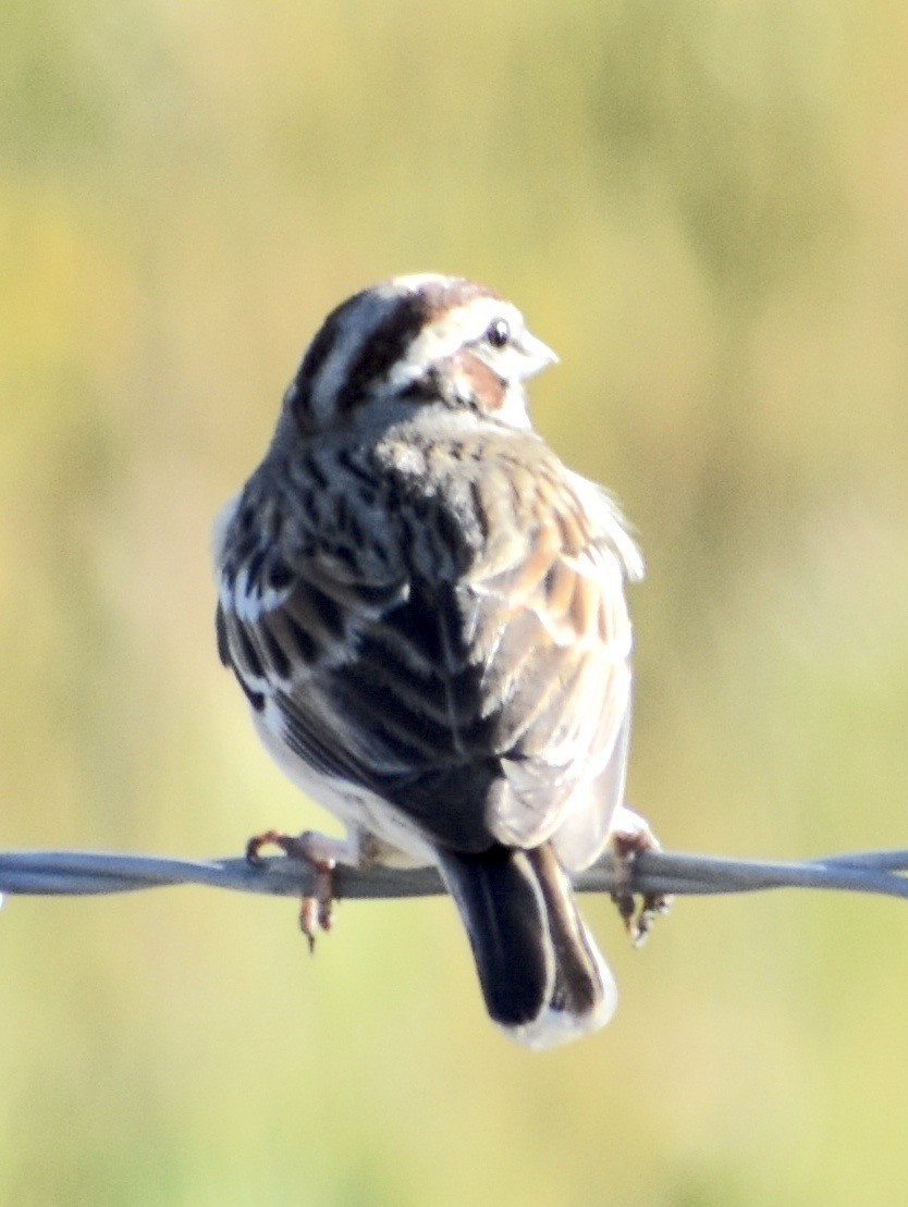 Lark Sparrow - John/Linda Mendoza