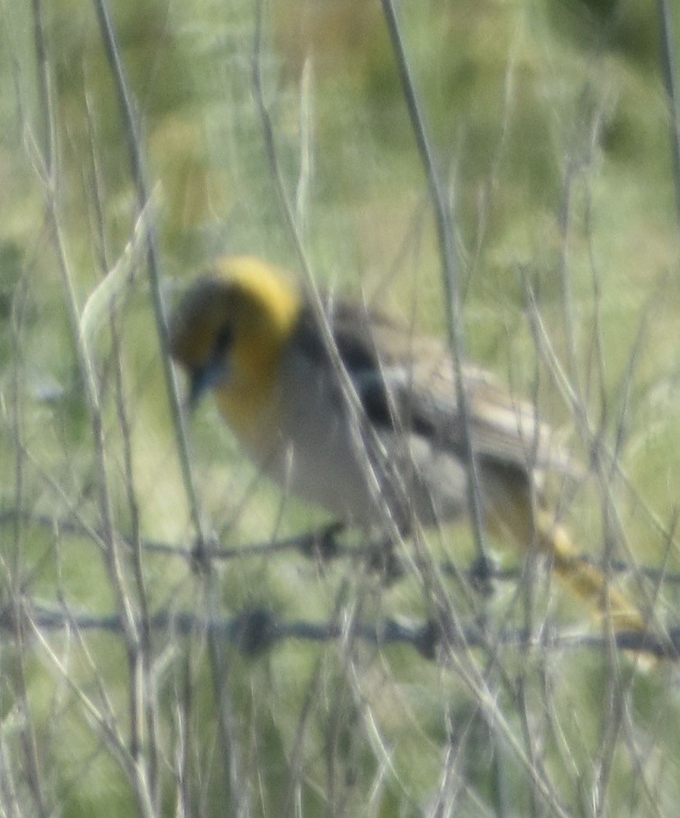 Bullock's Oriole - ML150977121