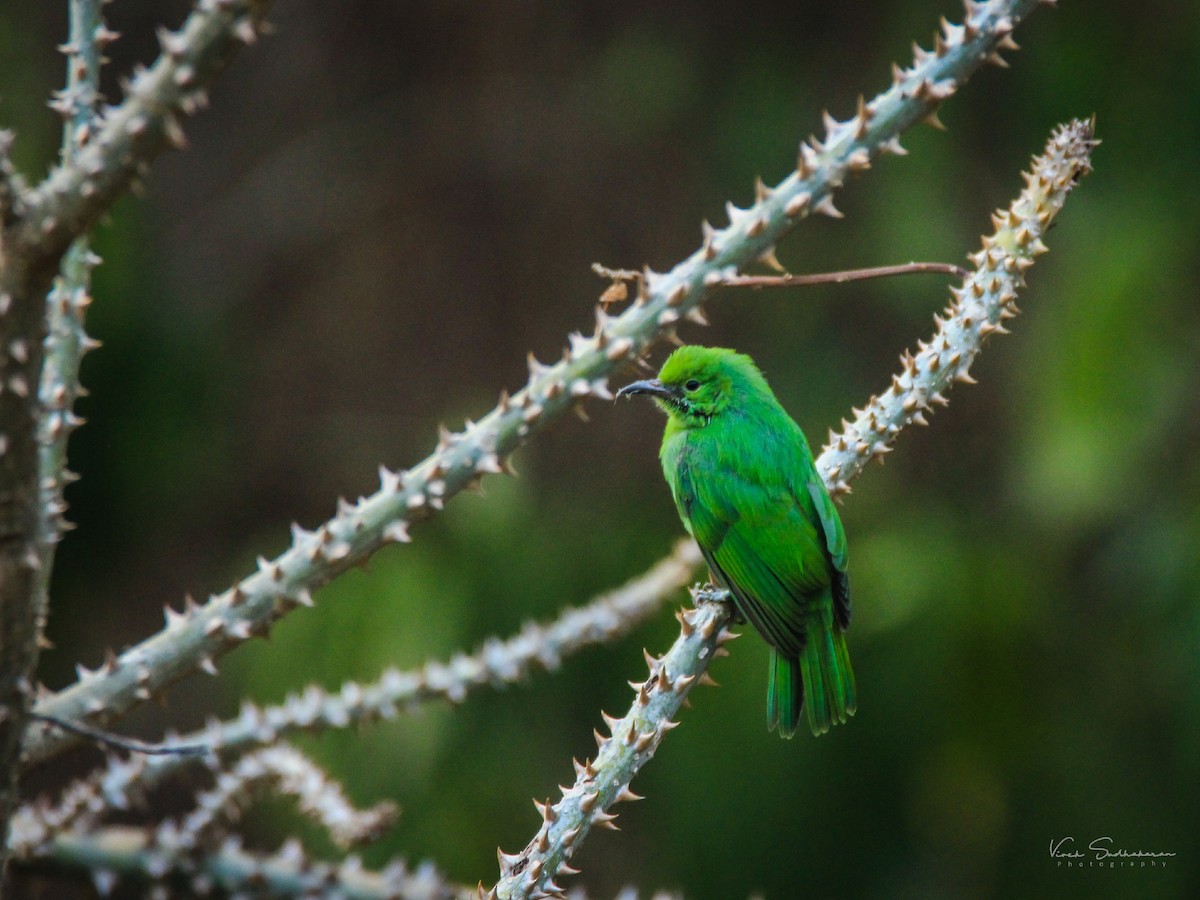Jerdon's Leafbird - Vivek Sudhakaran