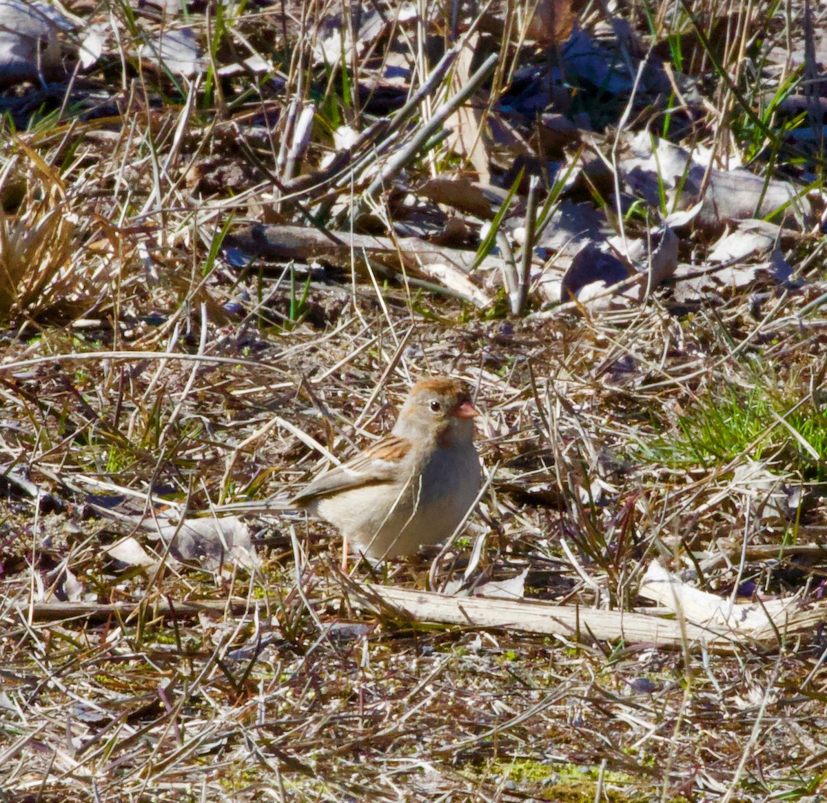 Field Sparrow - ML150979091