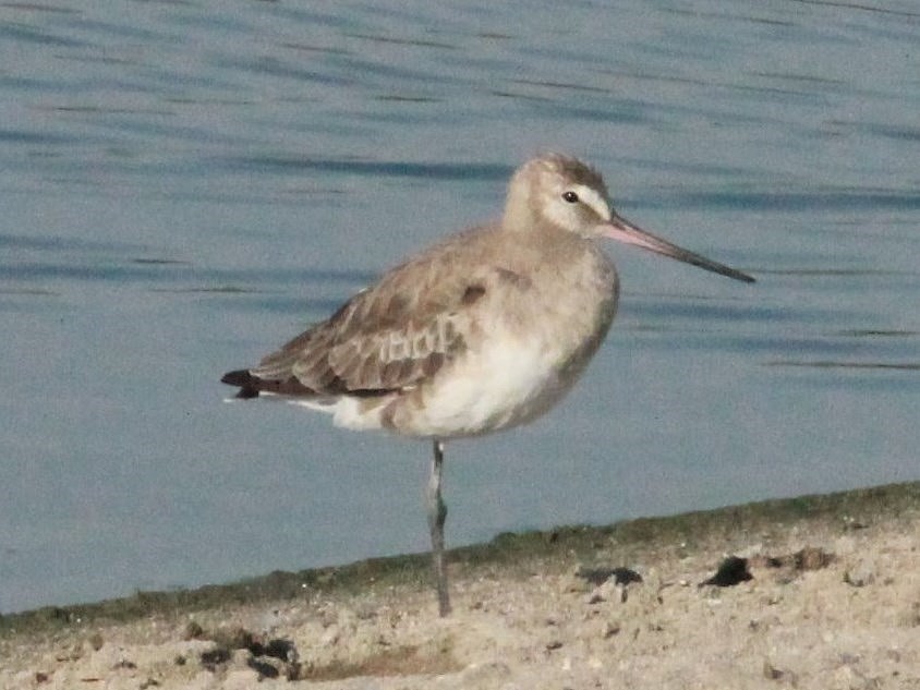 Hudsonian Godwit - ML150980191