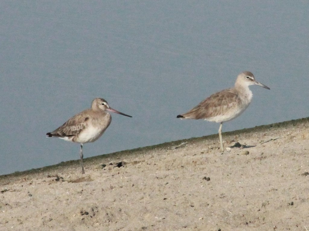 Hudsonian Godwit - ML150980201