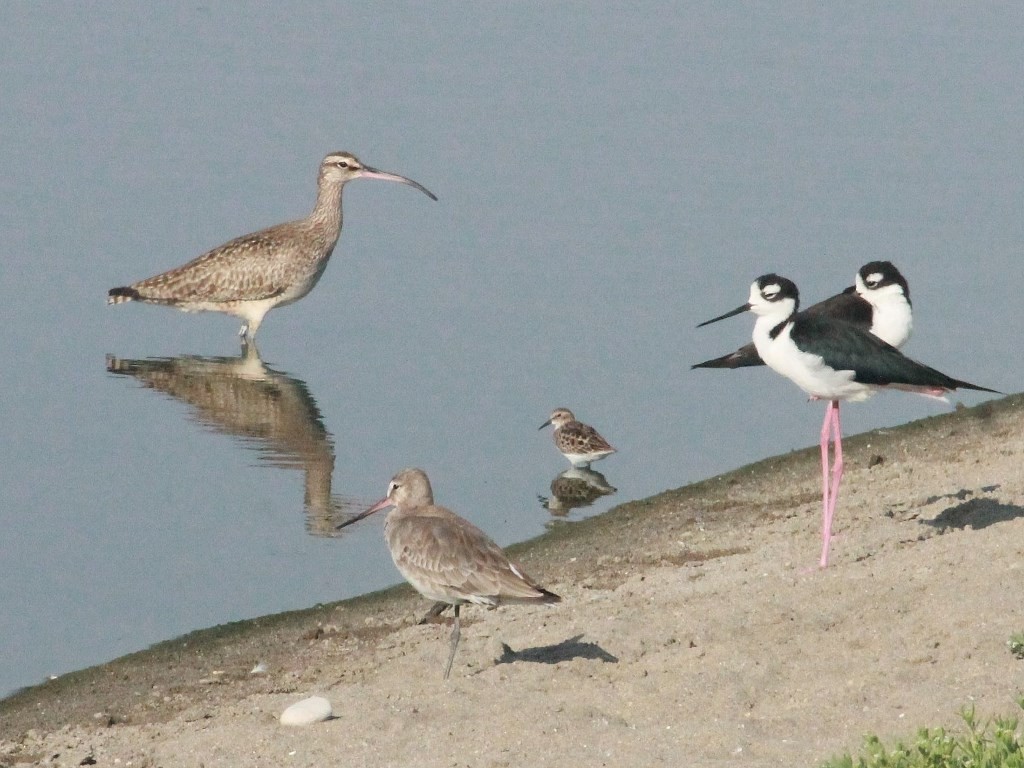 Hudsonian Godwit - ML150980221