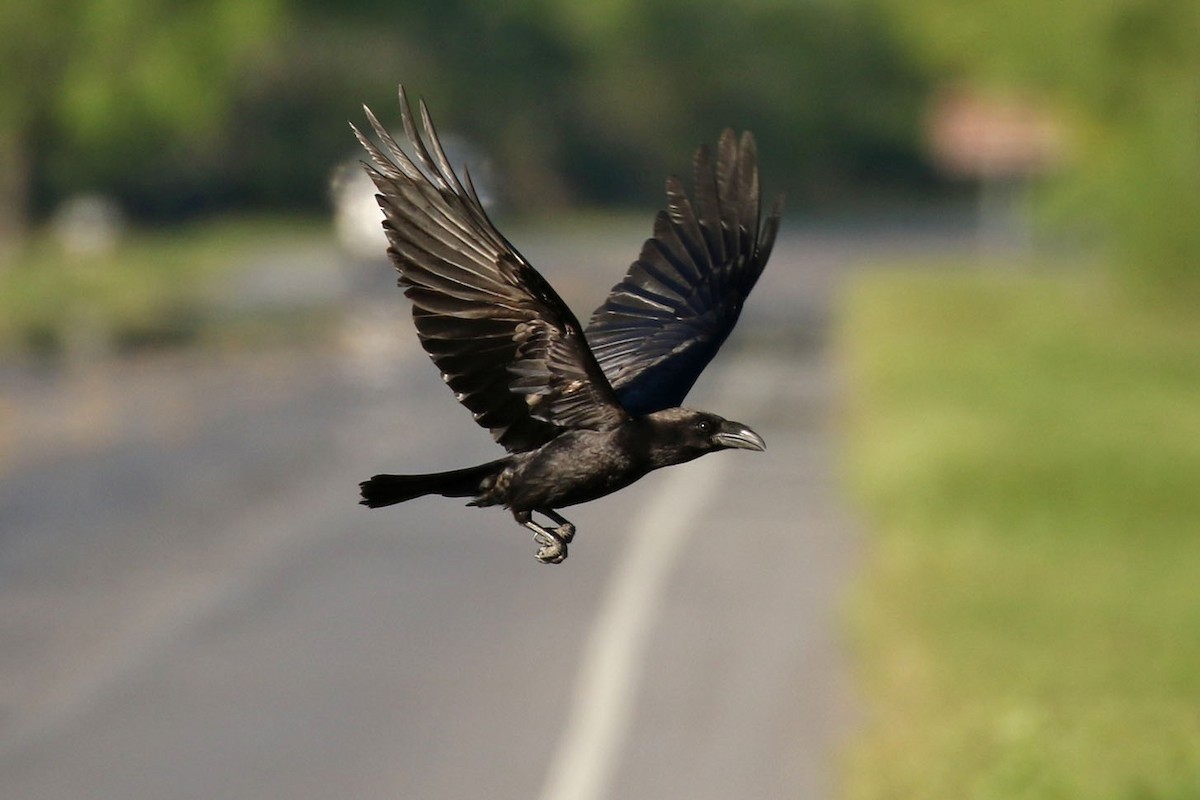 Chihuahuan Raven - ML150981911