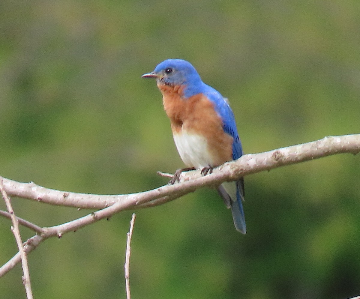 Eastern Bluebird - ML150986821