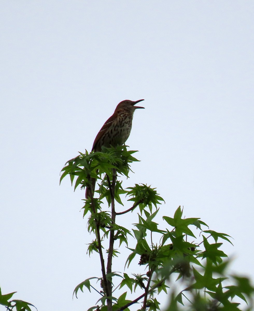 Brown Thrasher - ML150986951