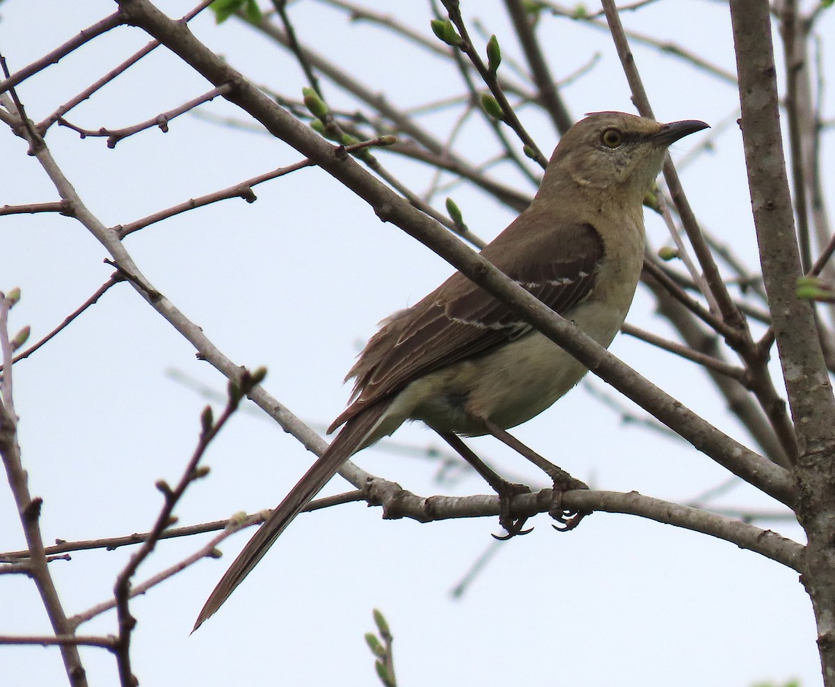 Northern Mockingbird - ML150987071