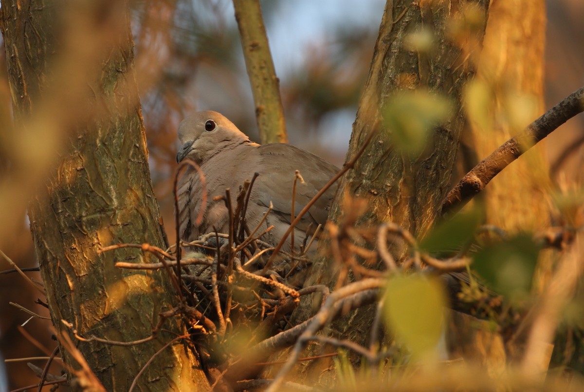 Eurasian Collared-Dove - ML150987141