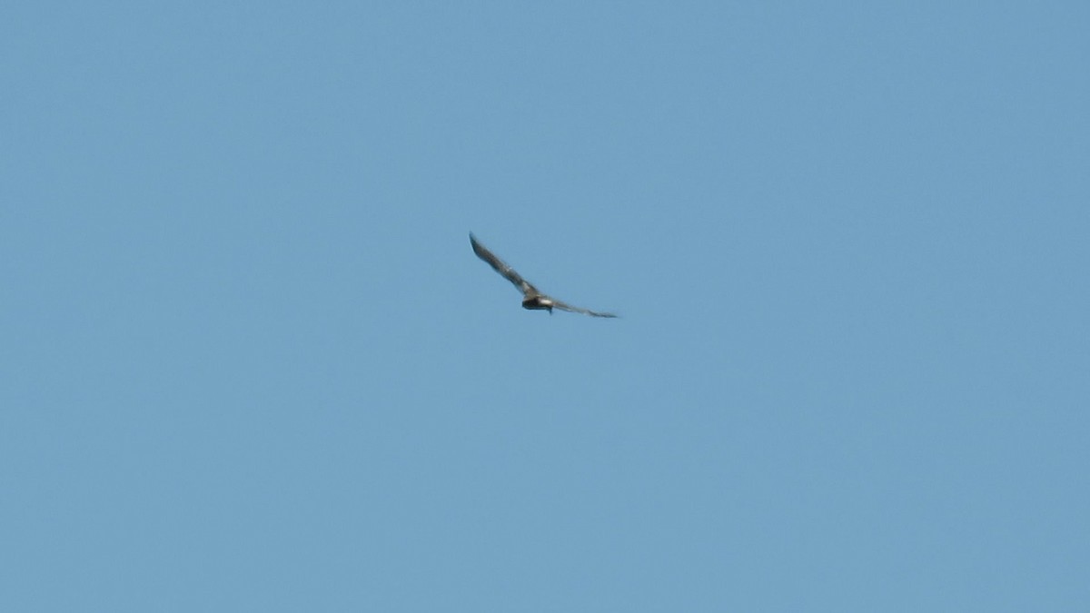 Booted Eagle - ML150987311