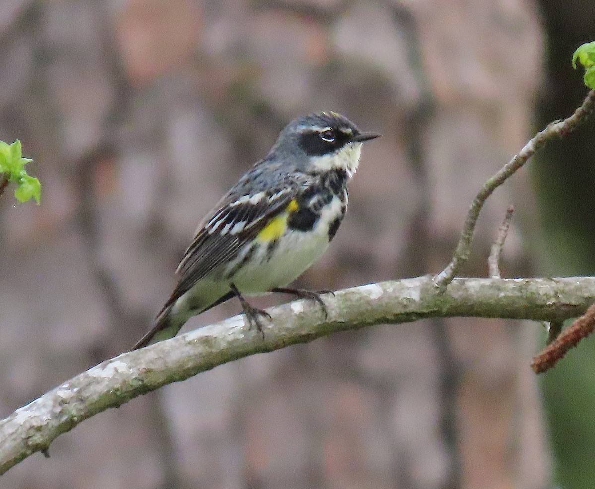 Yellow-rumped Warbler (Myrtle) - ML150987631