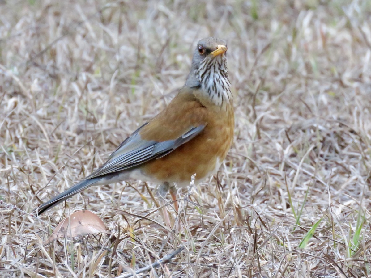 Rufous-backed Robin - Mike Hearell