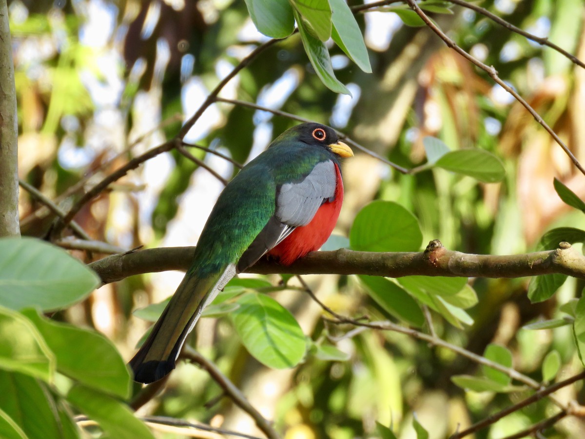 Elegant Trogon - Mike Hearell