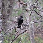 Rusty Blackbird - ML150992031