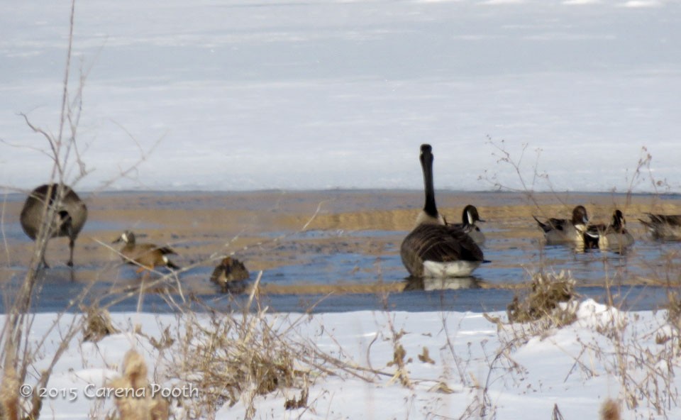 Blue-winged Teal - ML150992321