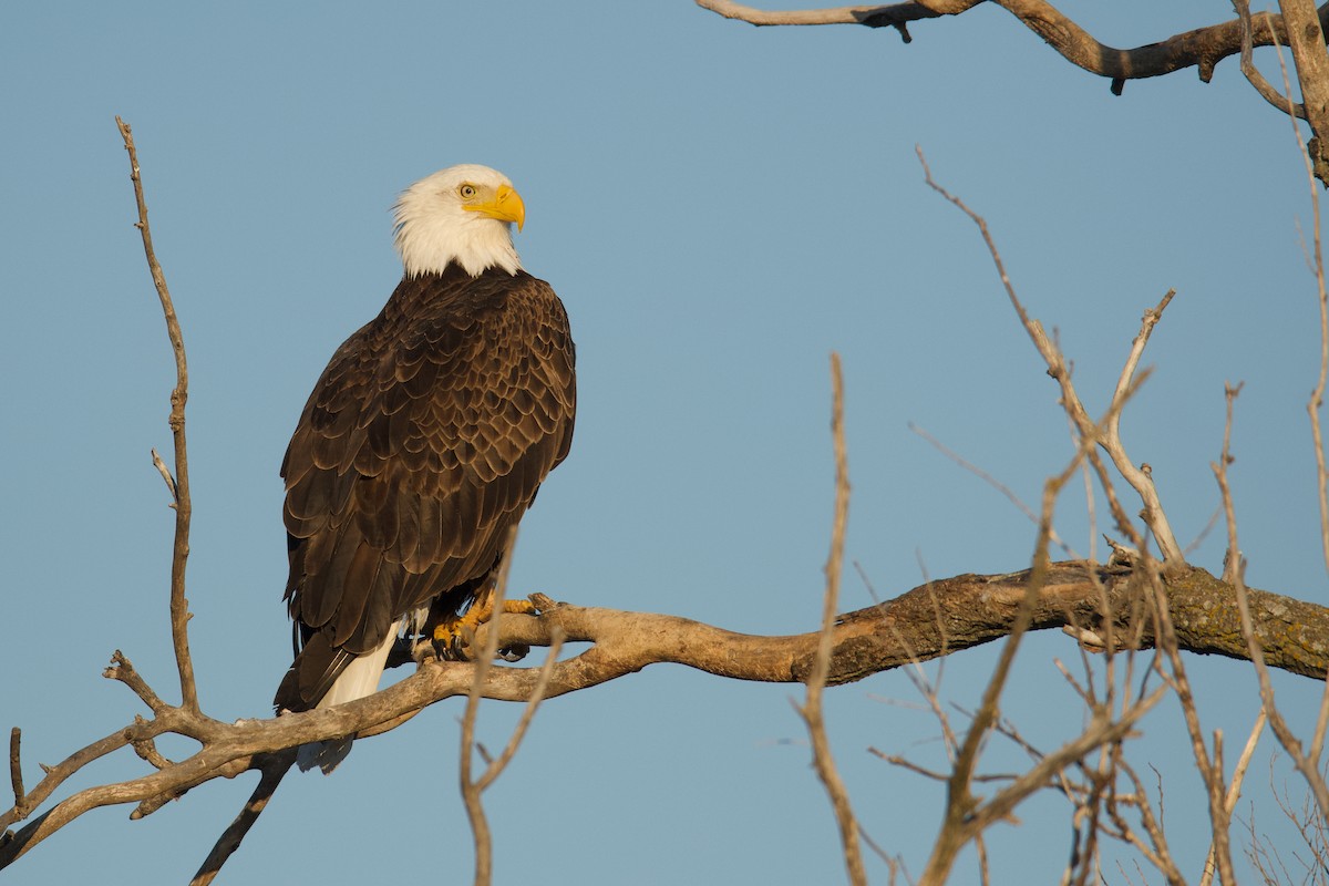 Bald Eagle - ML150992351