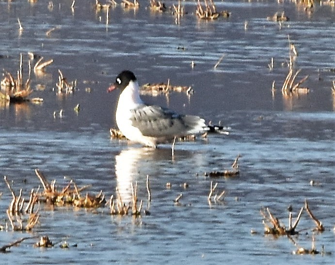 Franklin's Gull - ML150993381