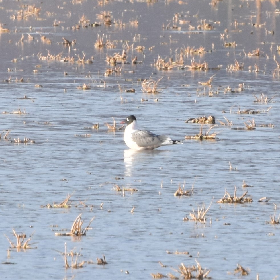 Franklin's Gull - ML150993391